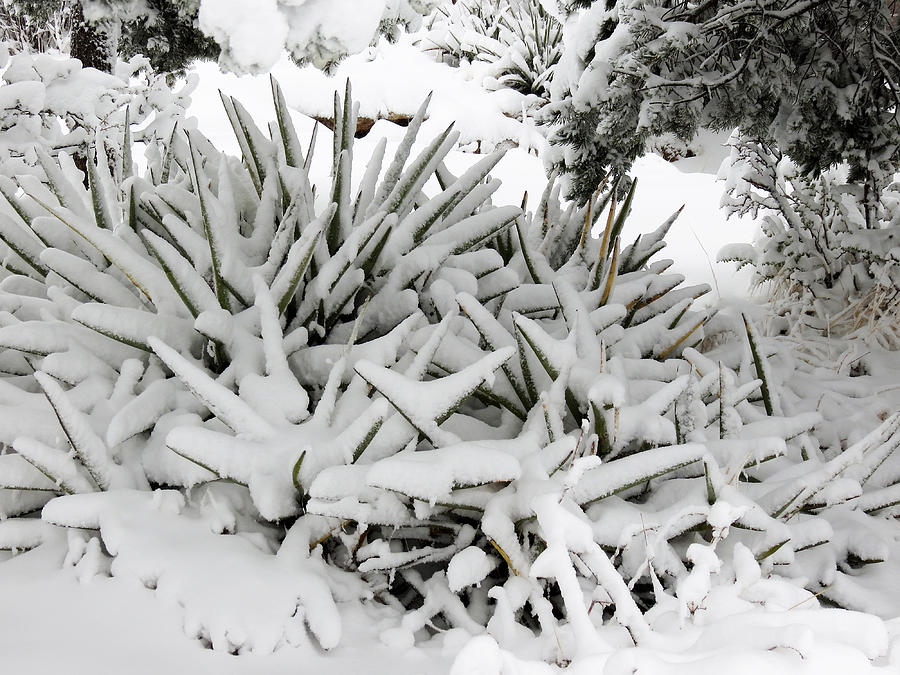 Snow on Desert Plant Photograph by Laurel Powell