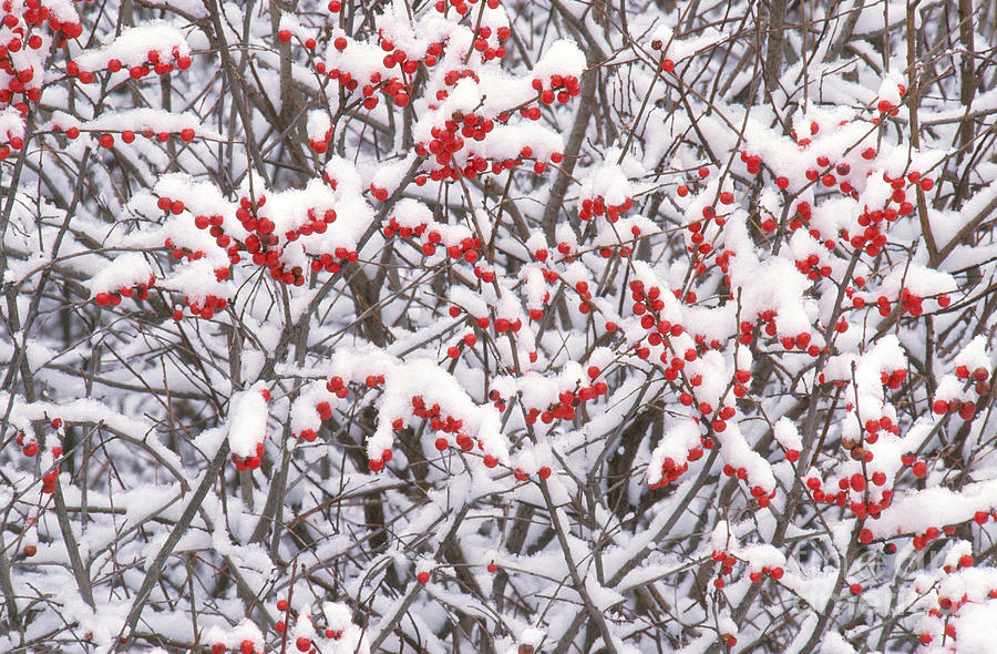 Snow On Winterberry Photograph by Larry West - Fine Art America