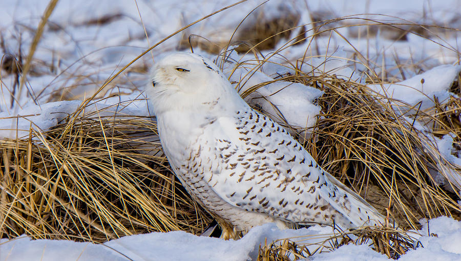 Owl Photograph - Snow Owl #1 by Jose Cruz
