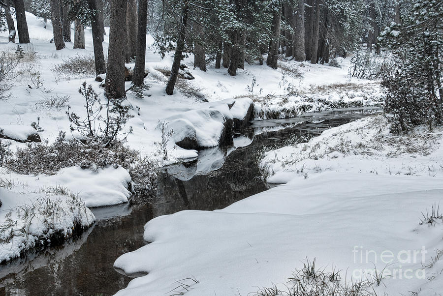 Kings Canyon Photograph - Snow Scene  1-7894 #1 by Stephen Parker