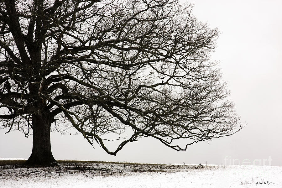 Snow Tree 2010 #1 Photograph by Matthew Turlington
