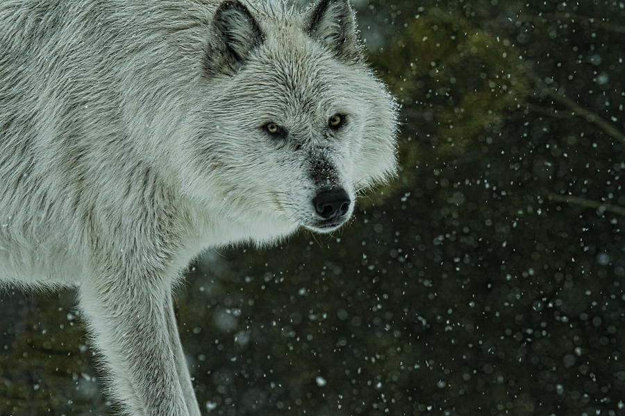 Snow Wolf #2 Photograph by Steve McKinzie