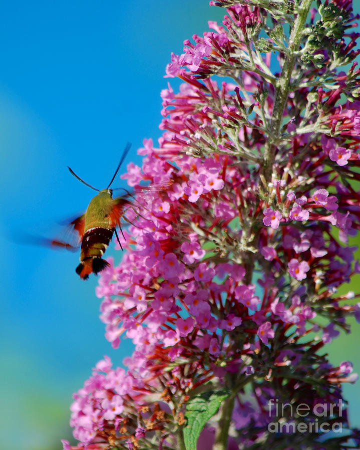 Snowberry Clearwing Hummingbird Moth #1 Photograph by Mark Dodd