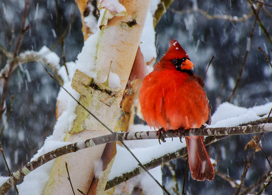 Snowbird  Photograph by John Harding