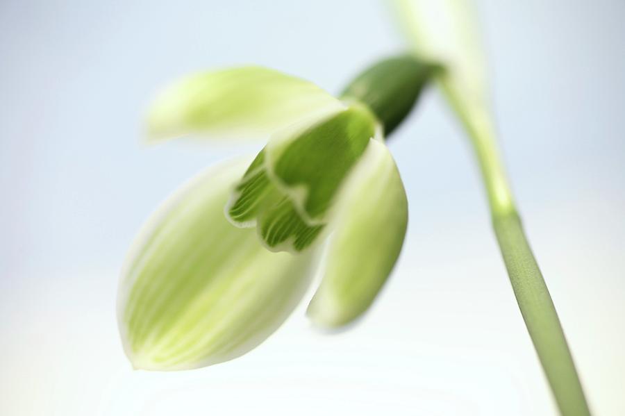 Spring Photograph - Snowdrop (galanthus Elwesii) #1 by Michael Clutson/science Photo Library