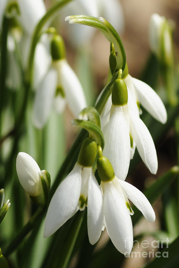 Nature Photograph - Snowdrops #1 by Larry Ricker