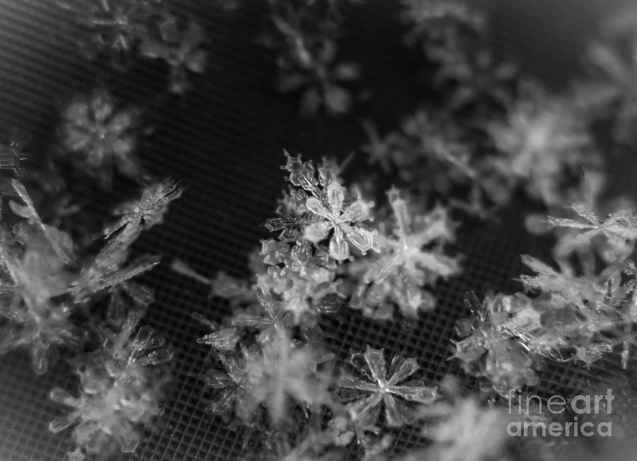 Snowflake art #1 Photograph by Cheryl Baxter