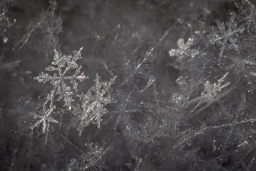 Snowflakes #1 Photograph by Ernest Echols