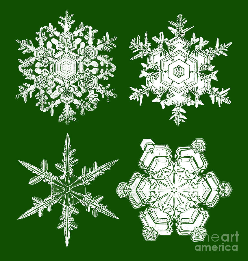 Snowflakes #1 Photograph by Robin Treadwell