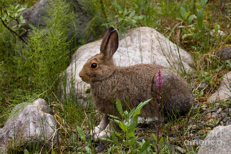 Snowshoe Hare #1 Photograph by Chris Scroggins