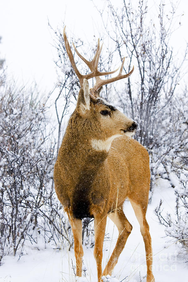 Snowstorm Stag Photograph