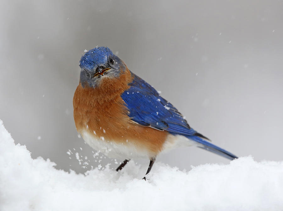 Bluebird Photograph - Snowy Bluebird #1 by Jack Nevitt