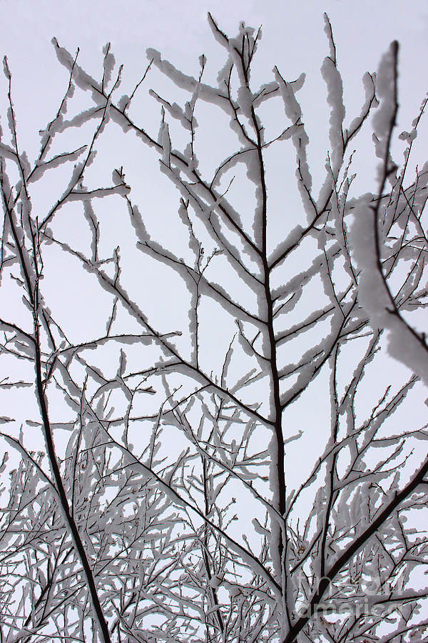 Snowy Branch Abstract #2 Photograph by Karen Adams