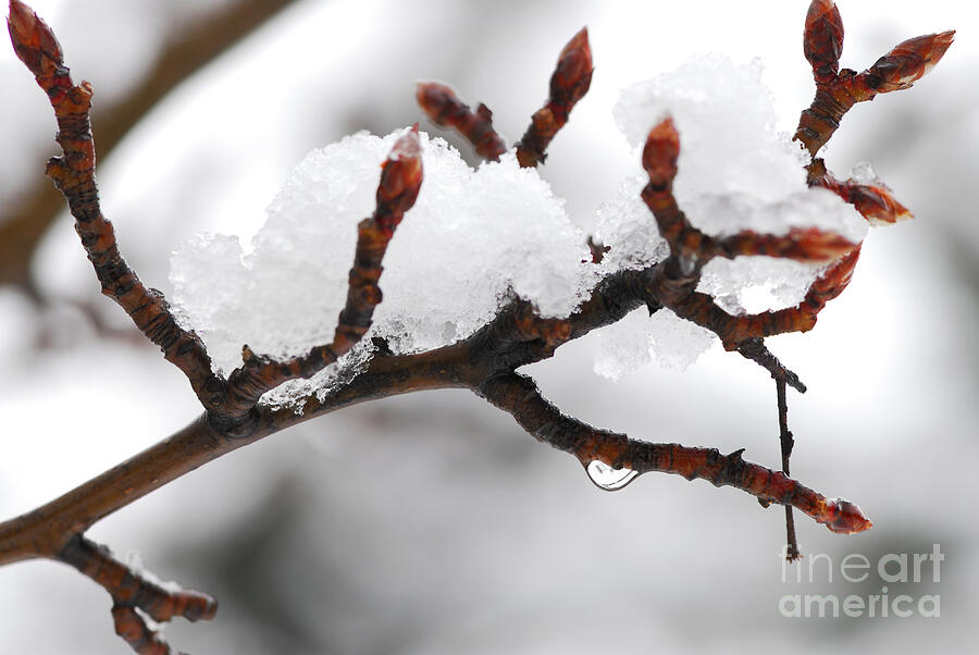Winter Photograph - Melting snow by Elena Elisseeva
