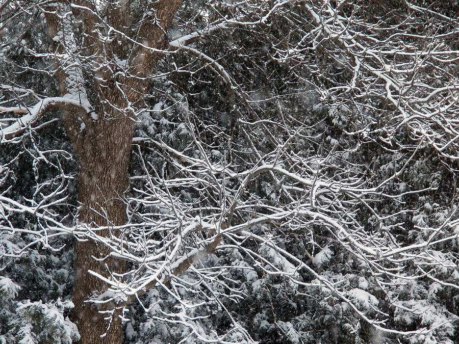 Snowy Branches #1 Photograph by Corinne Elizabeth Cowherd