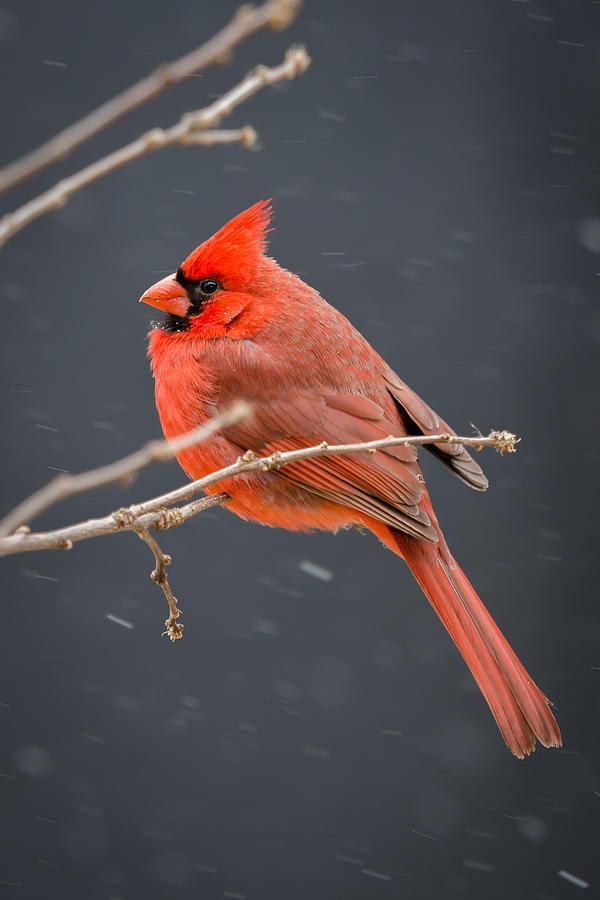 Snowy Cardinal Photograph by Larry Pacey - Fine Art America