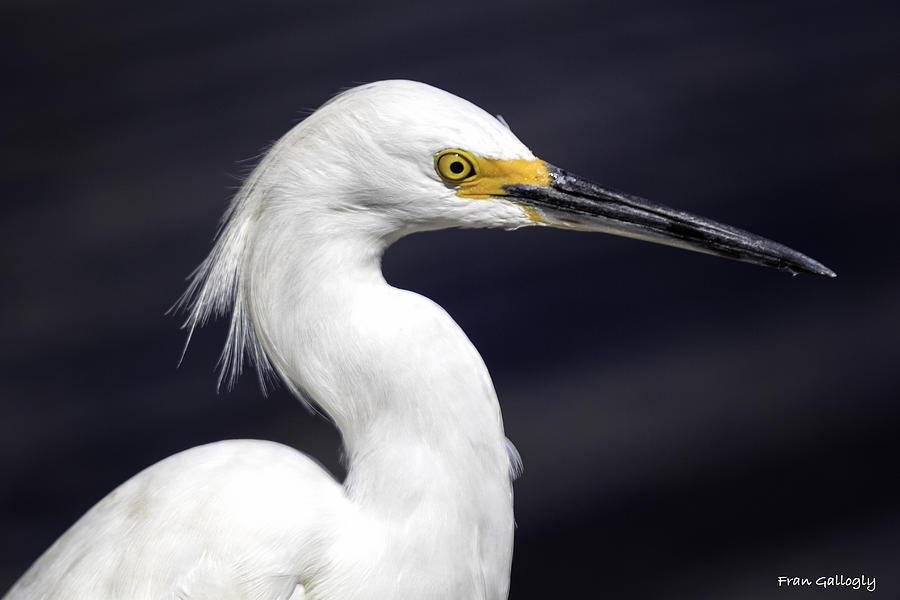 Snowy Egret #1 Photograph by Fran Gallogly