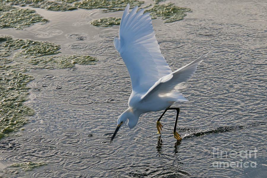 Snowy Egret #1 Photograph by Mark Newman
