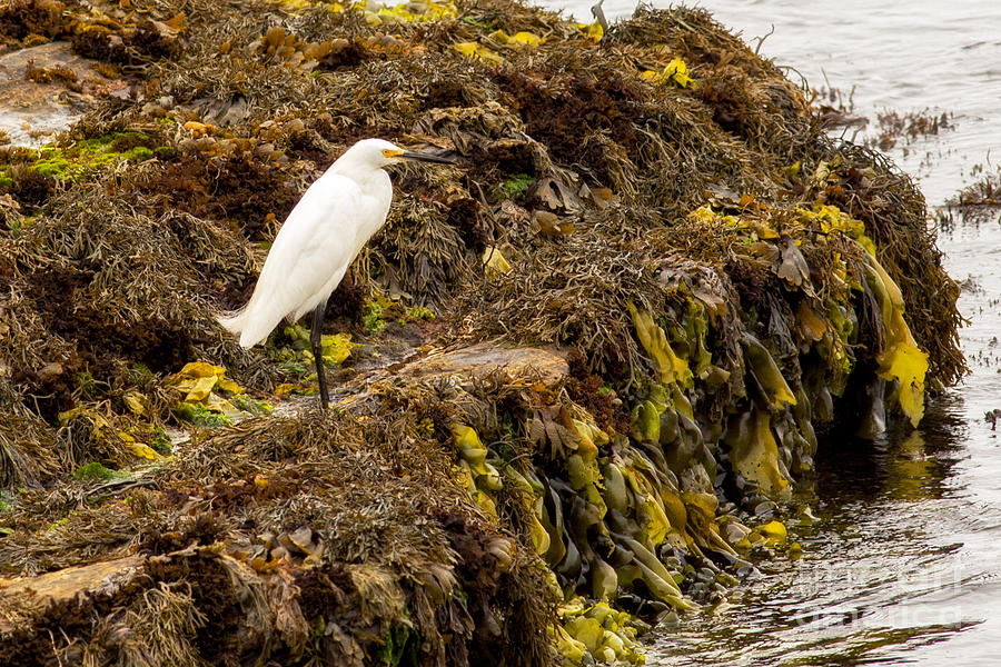 Snowy Egret #1 Photograph by Natural Focal Point Photography