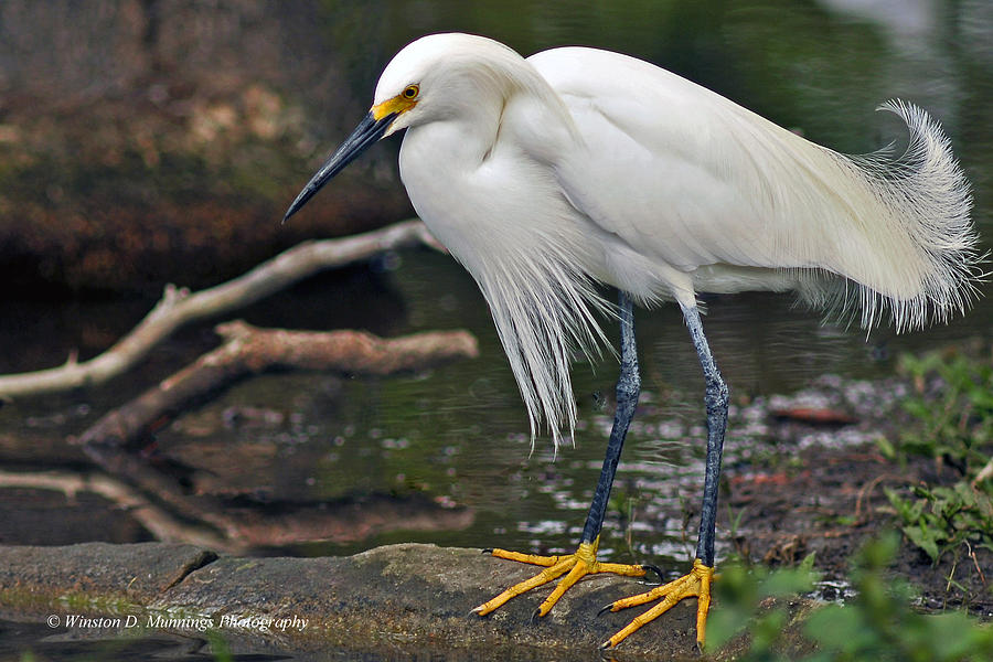 Snowy Egret #1 Photograph by Winston D Munnings