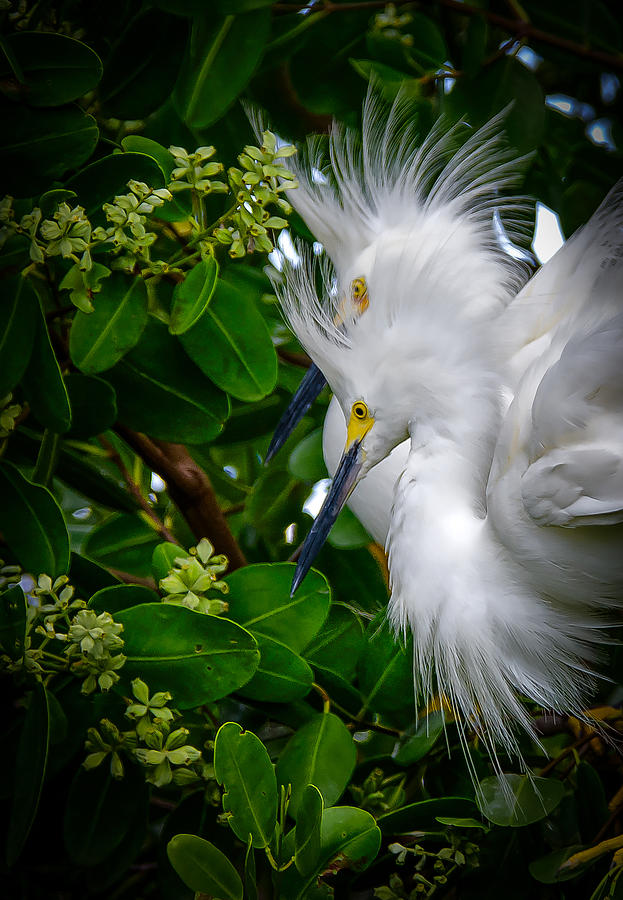 Snowy Egrets #1 Photograph by Bill Martin