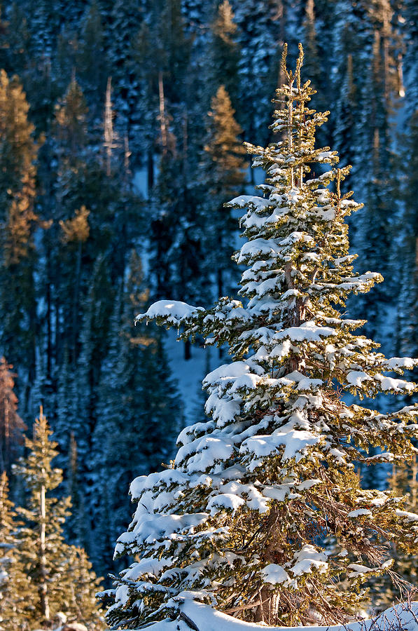 Snowy Forest Photograph