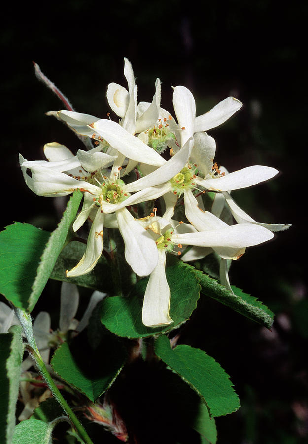 Snowy Mespilus (amelanchier Ovalis) #1 Photograph by Bruno Petriglia ...