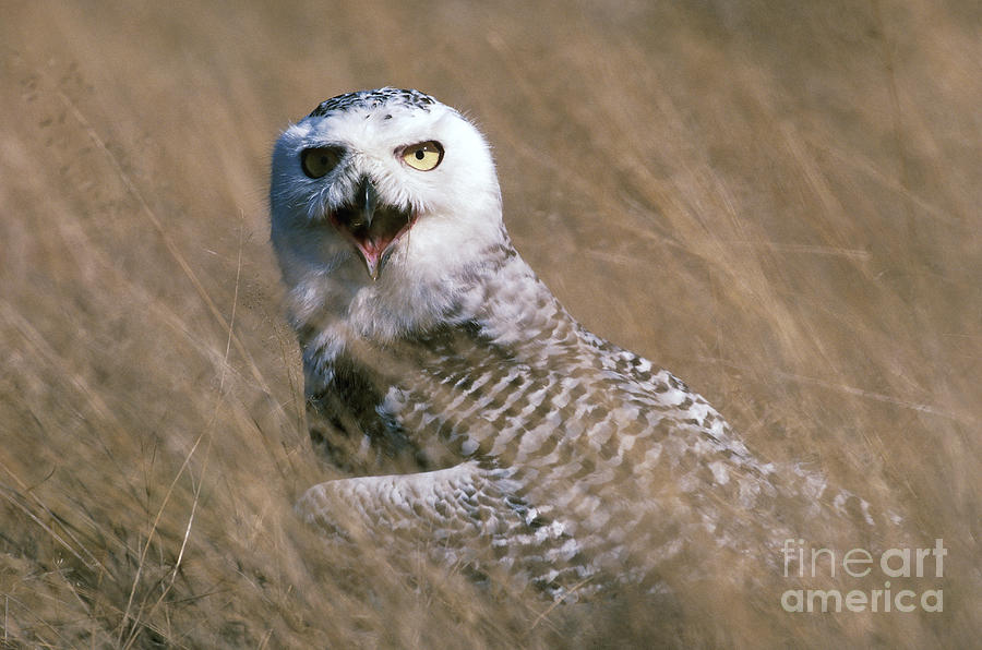 Snowy Owl #1 Photograph by Art Wolfe