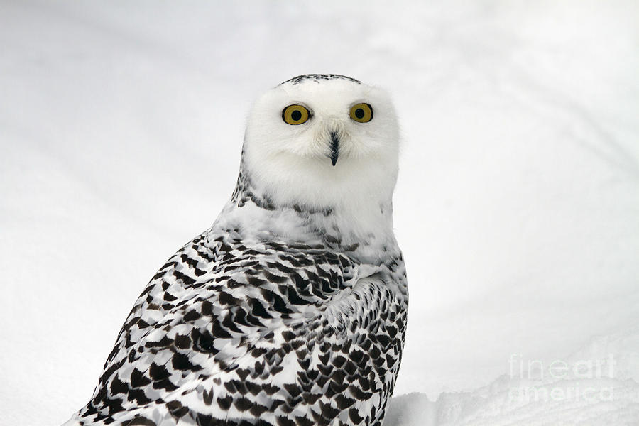 Snowy Owl Bubo scandiacus #1 Photograph by Lilach Weiss 