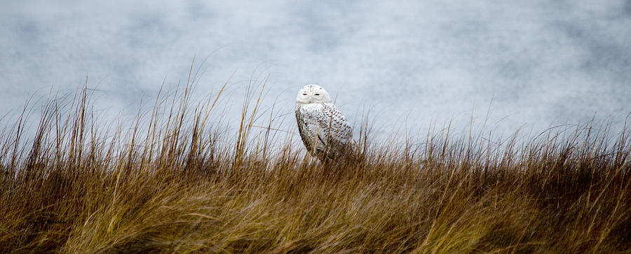 Snowy Owl #1 Photograph by Crystal Wightman