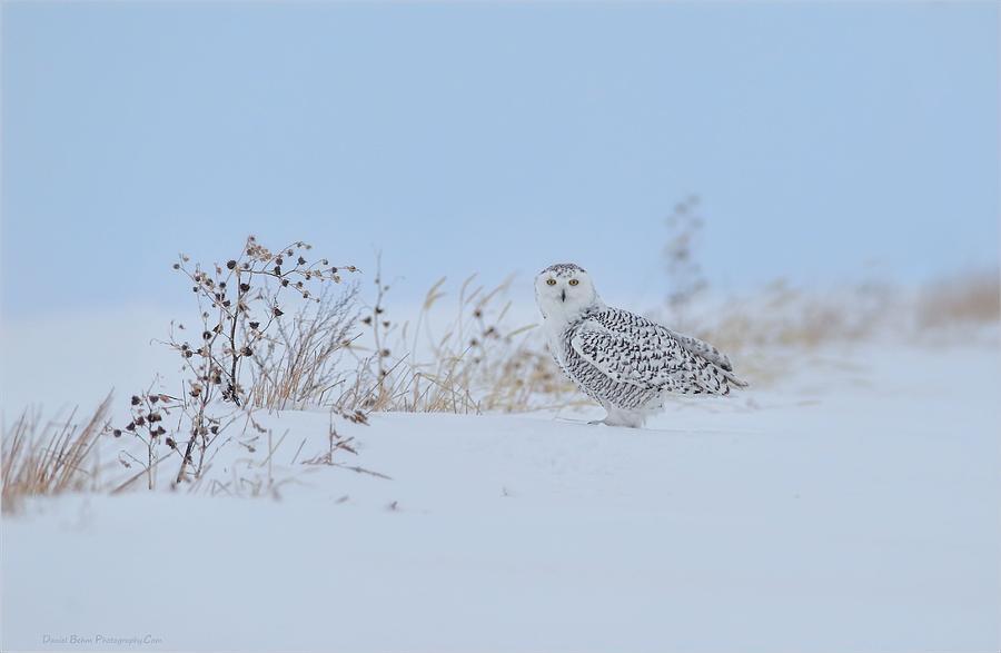 Snowy Owl #1 Photograph by Daniel Behm