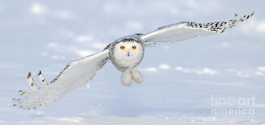 Snowy Owl In Flight #1 Photograph by Scott Linstead