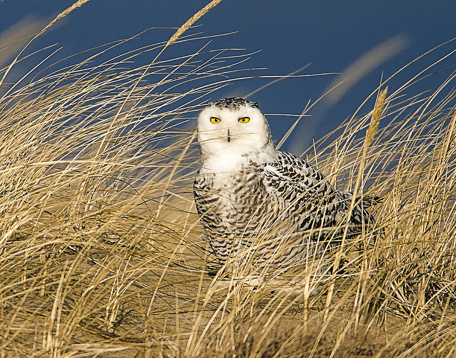Snowy Owl in the Dunes Photograph by John Vose
