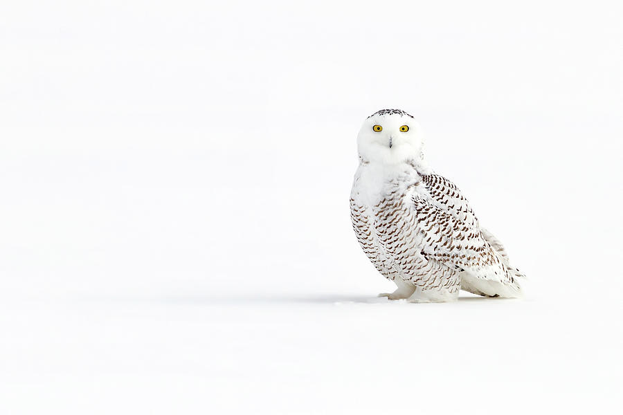 Snowy Owl #1 Photograph by Jim Cumming
