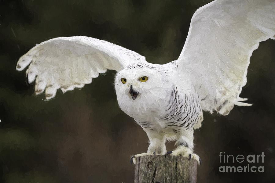 Snowy Owl #3 Photograph by Les Palenik