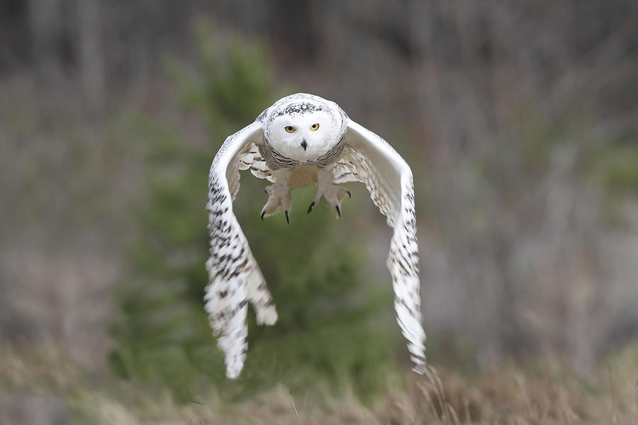 Snowy Owl #1 Photograph by M. Watson