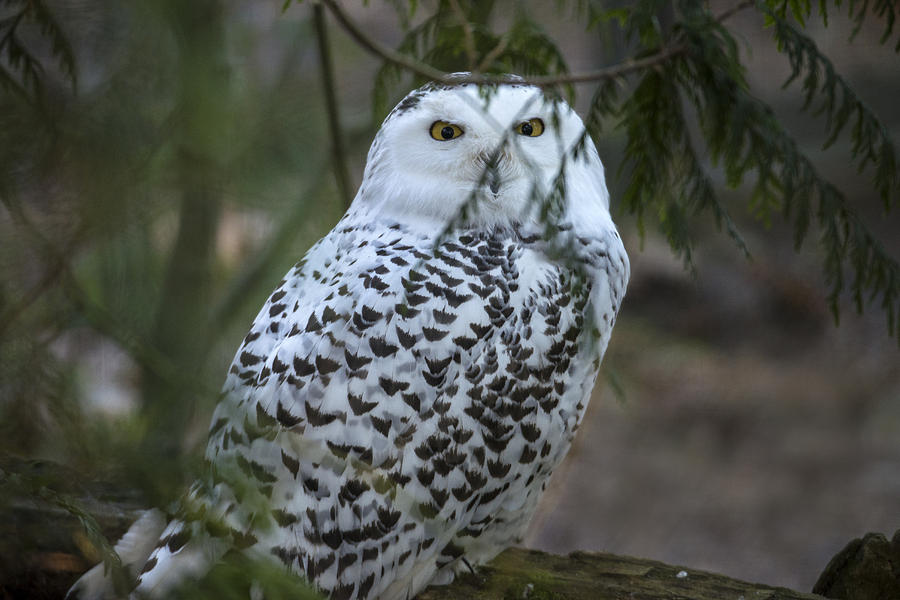 Snowy Owl #1 Photograph by Mark Newman