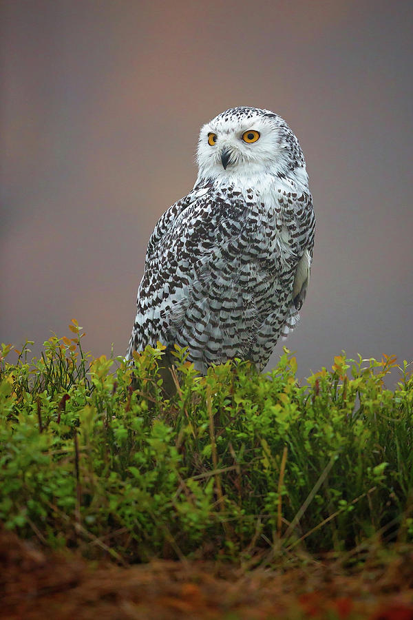 Snowy Owl #1 Photograph by Milan Zygmunt