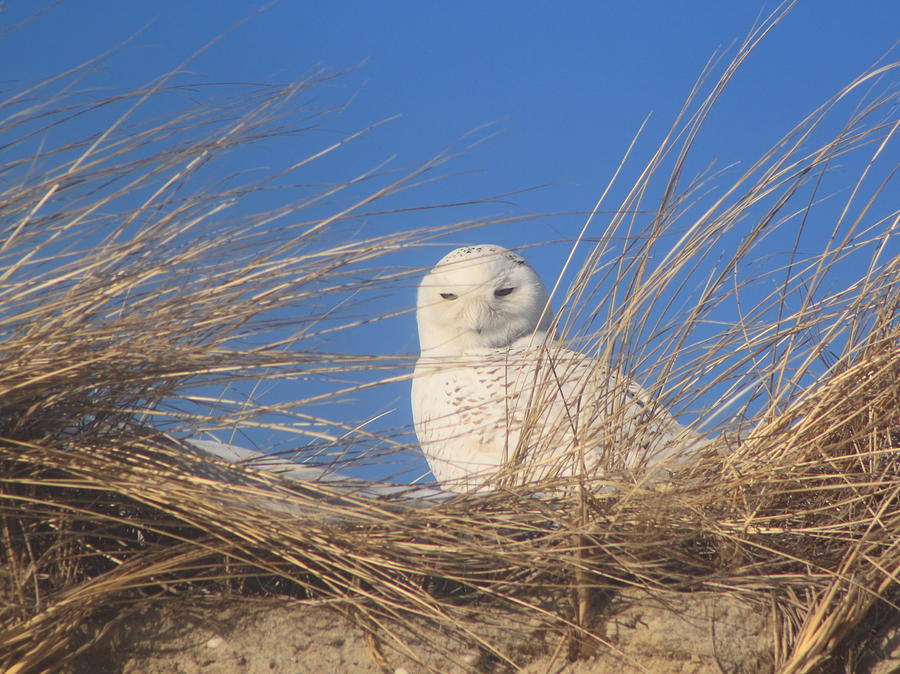 Snowy Owl on Cape Cod Beach Dune Photograph by John Burk