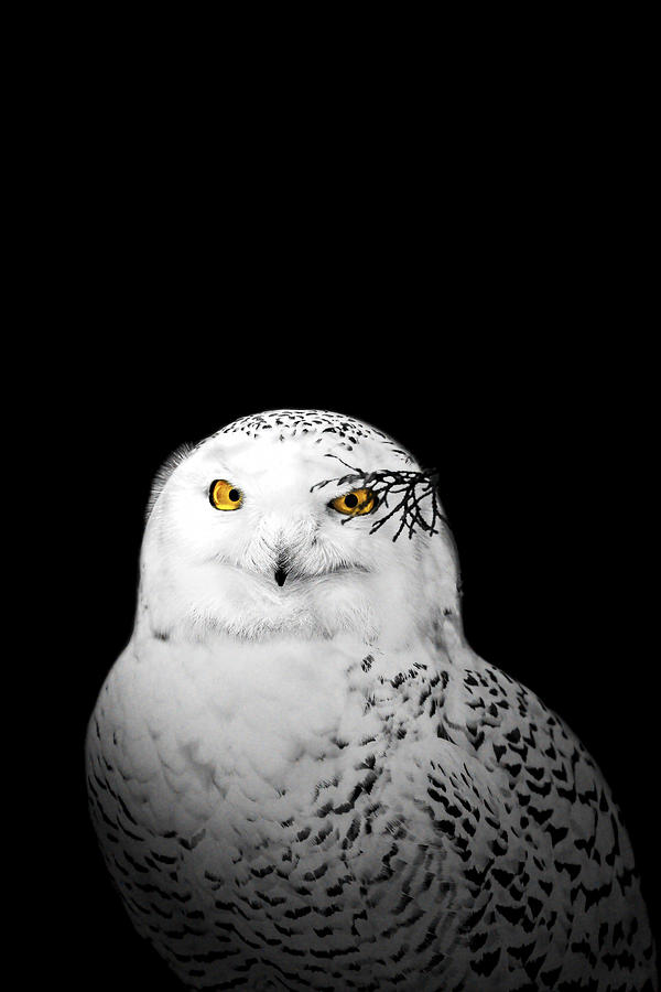 Snowy Owl Photograph by Peter Lakomy