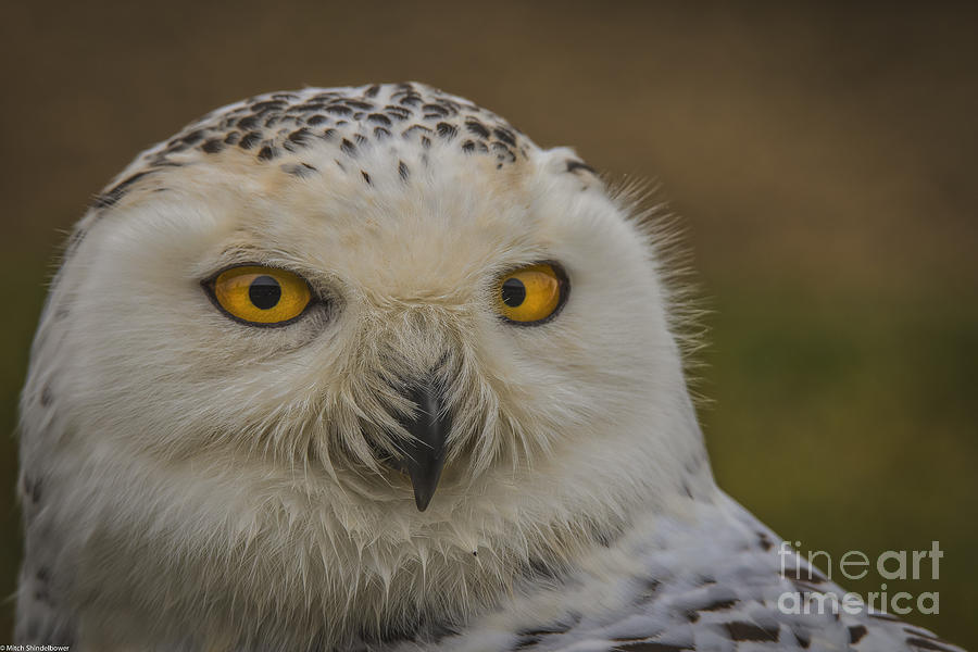 Snowy Owl Portrait 3 #1 Photograph by Mitch Shindelbower