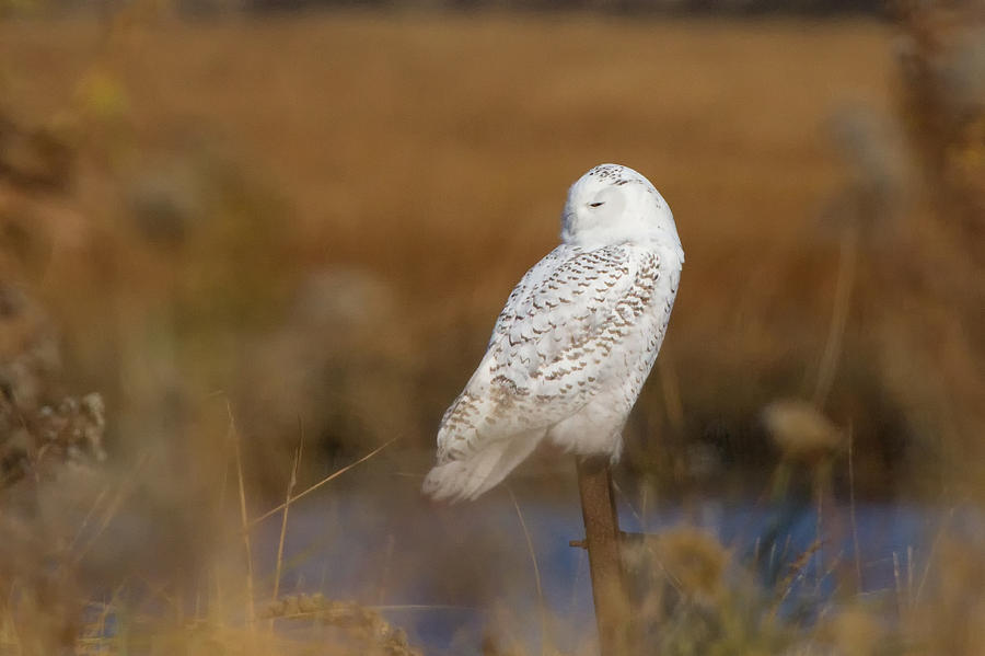Owl Photograph - Snowy Owl Resting #1 by Stephanie McDowell