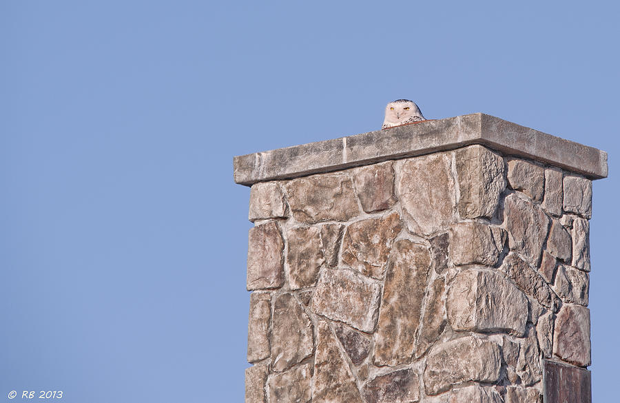Snowy Owl #1 Photograph by Richard Bean