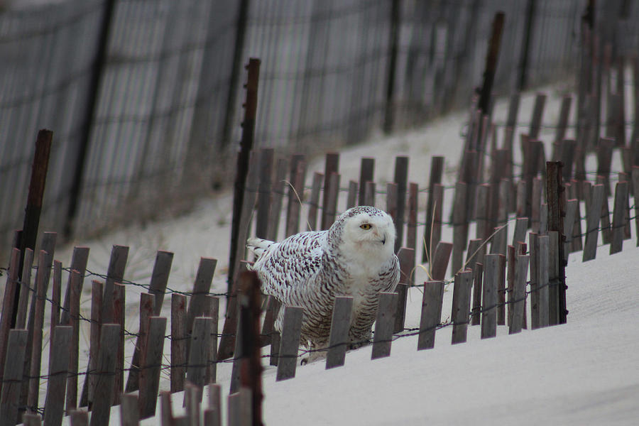Snowy Owl Westhampton New York #1 Photograph by Bob Savage