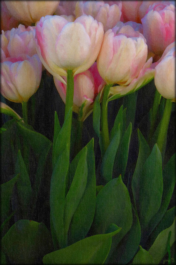 Tulip Digital Art - So Happy Together #1 by Gina  Art Photography