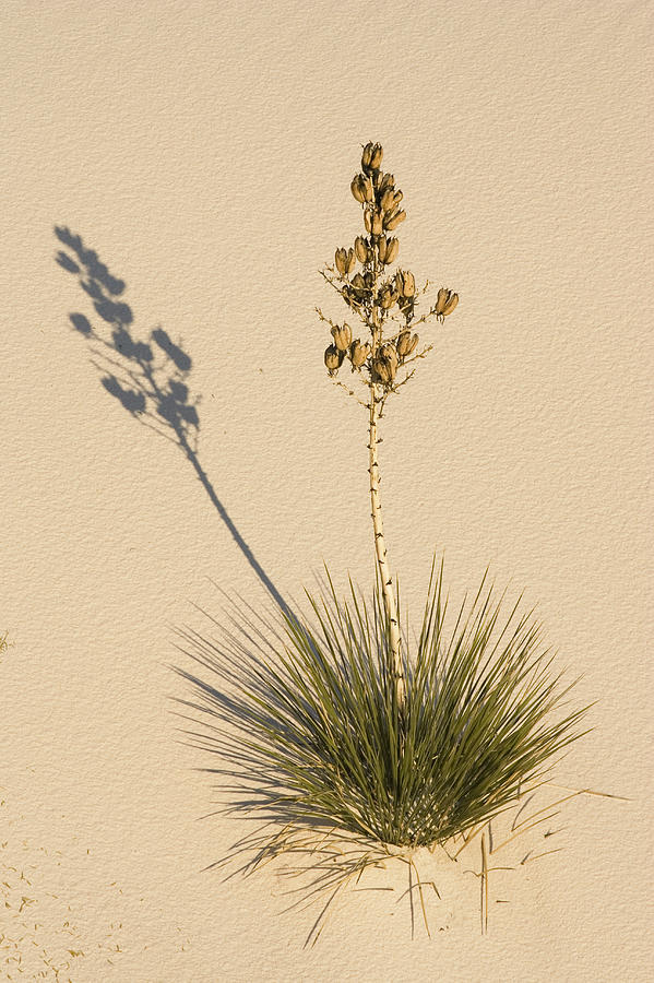 Soaptree Yucca In Gypsum Sand White #1 Photograph by Konrad Wothe