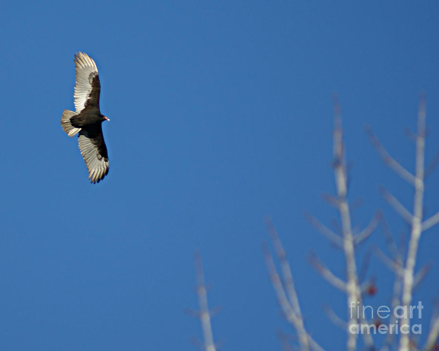 Turkey Photograph - Soaring Above The Trees #1 by Sherry Vance