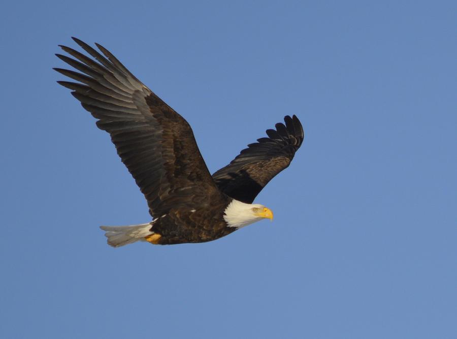 Soaring Eagle Photograph by Bonfire Photography