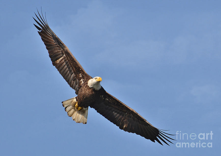 Soaring Eagle Photograph by Kathy Baccari