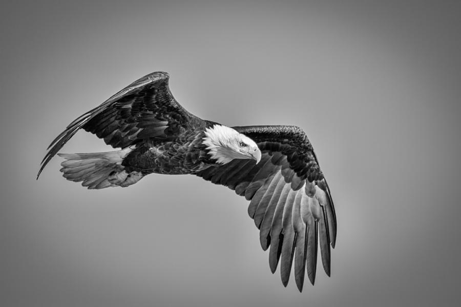 Eagle Photograph - Soaring Eagle #1 by Mike Burgquist